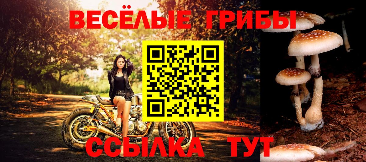 Галлюциногенные грибы GOLDEN TEACHER  Псилоцибиновые грибы прущие грибы  Усть-Джегута  наркотики  Вход с VPN 